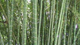 oxygen-park-with-beema-bamboo-established-at-tnau