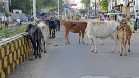 stray-cows-captured-and-lodged-in-goshalas
