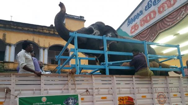8 elephants moved to thekkampatti camp from Nellai