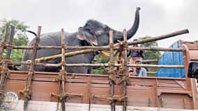 elephant-rehab-camp