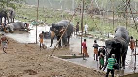 elephants-shower-bath