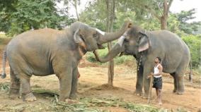 elephant-rehab-program