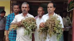 farmers-seek-compensation-for-urid-crops-that-damaged-in-recent-rain