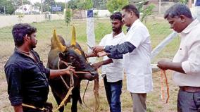 jallikattu-census