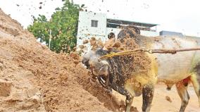 jallikattu-alanganallur-gears-up