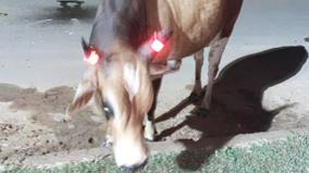 cattles-to-have-light-emitting-stickers-on-horns-to-avoid-accidents