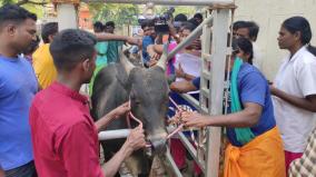 online-registration-of-bulls-begin-in-avaniyapuram