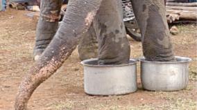 foot-bath-for-elephants