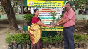 real-sapling-for-christmas-decoration-horticulture-department-introduces