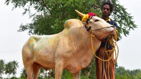 alanganallur-transgender-brings-up-bull