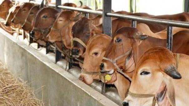 Swayamvara for cows