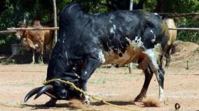 over-one-lakh-indigenous-cattle-disappear-in-tamil-nadu-every-year-20th-livestock-census
