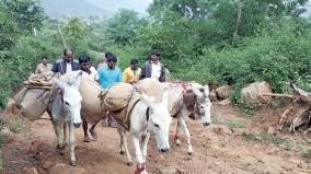 horse-and-donkeys-carried-vote-box