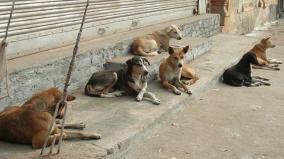 chennai-corporation-commissioner-requests-to-register-details-of-ngos-and-volunteers-who-care-street-side-dogs