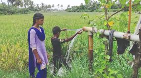 paddy-cultivation