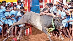 jallikattu-at-madurai