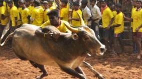 allanganallur-no-permission-for-bull-tamers-under-21-years-old