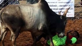 jallikattu-hc-orders-collector-to-ensure-safety