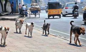 stray-dogs-killed