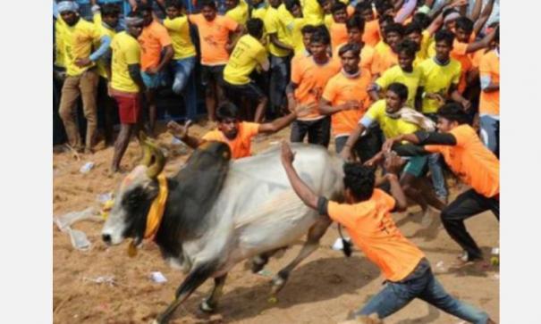 jallikkattu age qualification