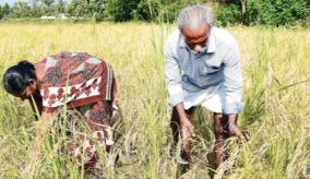 tanjore-farmer