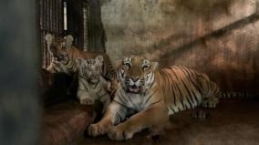 pongal-holidays-arignar-anna-zoo-park-special-arrangements