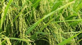 new-crop-varieties-released-by-tamilnadu-agriculture-univeristy