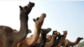 5-000-camels-shot-dead-in-5-days-in-drought-hit-australia