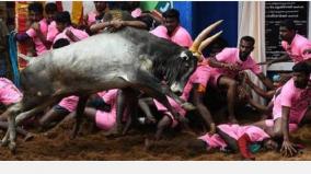 follow-jallikattu-rules-hc-directs