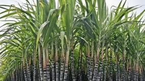 facts-about-sugar-cane