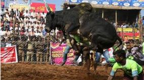 jallikattu-in-palamedu