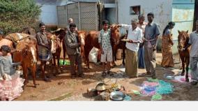 dindigul-village-celebrates-horse-pongal