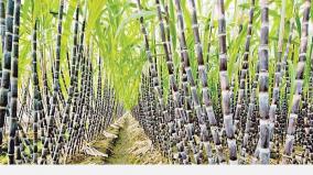 sugarcane-crop