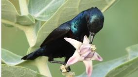 madurai-pongal-bird-counting-in-full-swing