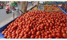 tomato-production