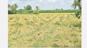 crops-destroyed-due-to-sudden-rain