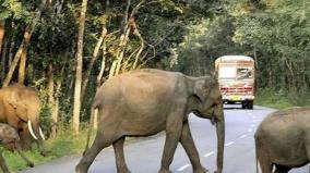 man-must-give-way-to-the-elephant-says-supreme-court