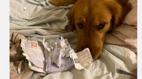 dog-saved-woman-from-coronavirus