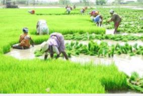 govt-committed-to-doubling-farmers-income-by-2022-fm