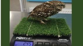 obese-wild-owl-set-free-after-strict-dieting