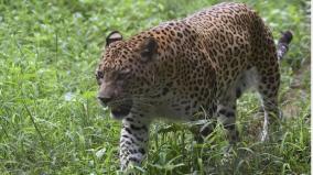 indian-leopards-suffered-75-to-90-population-decline-paper