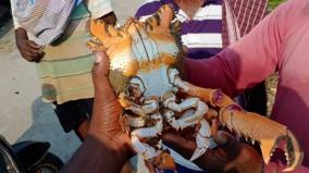 a-rare-type-of-rodent-caught-in-a-fisherman-s-net-a-fisherman-who-ate-with-his-family-without-selling