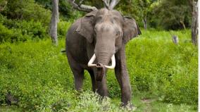 elephant-kills-one-in-kombai