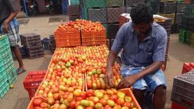 tomato-price-drop-in-ottanchathiram