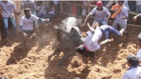 jallikattu-in-dindigul