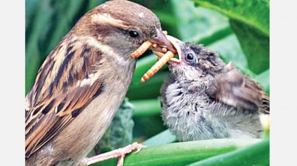 Birds may learn to make better food choices by watching videos of others eating