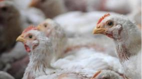 poultry-federation-against-concession-on-us-dairy-products