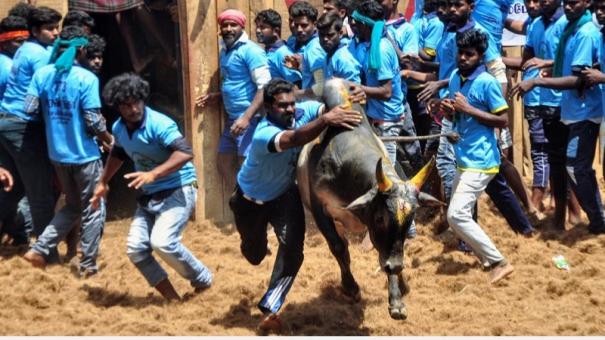 Dindigul: 30 bull tamers injured in Jallikattu