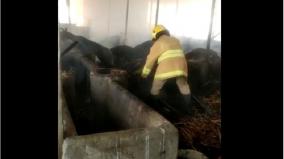 fire-in-cow-shed-40-cows-charred-to-death