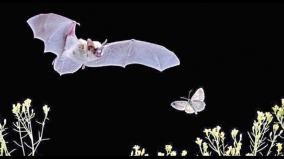 noise-cancelling-scales-in-moths-help-evade-bats